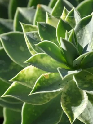 simetrija-red-i-veza-s-mirom